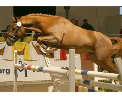 Schon bei seiner Körung gehörte der Mecklenburger Ponyhengst High Dream zu den Besten - jetzt siegte er beim Schlewig-Holsteiner Schaufenster. Foto: Wego 